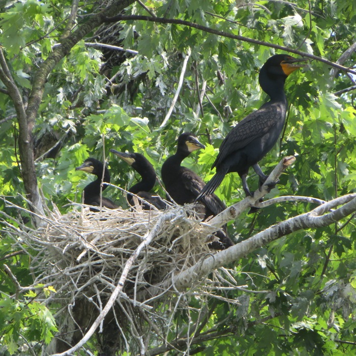 Four cormorants and nest