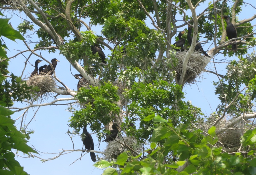 Cormorant nests in tree