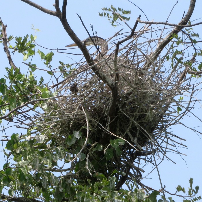 Great blue heron in nest