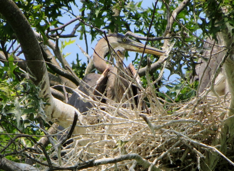 Great blue heron nest with adult and juvenile