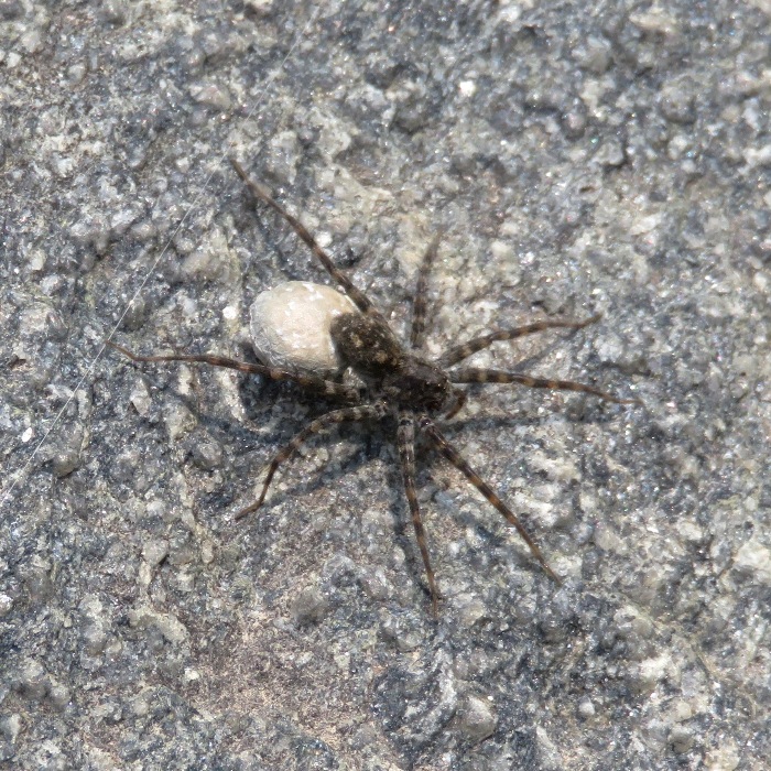 Wolf spider with egg sack attached to abdomen