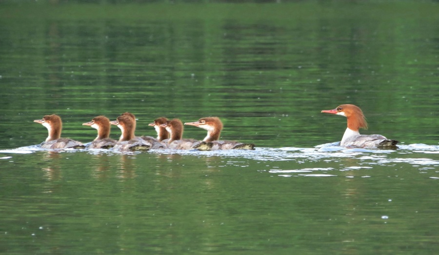 Common merganser with chicks