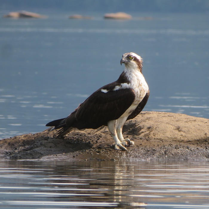 Osprey on rock