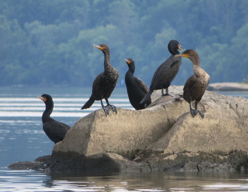 Cormorants on rock