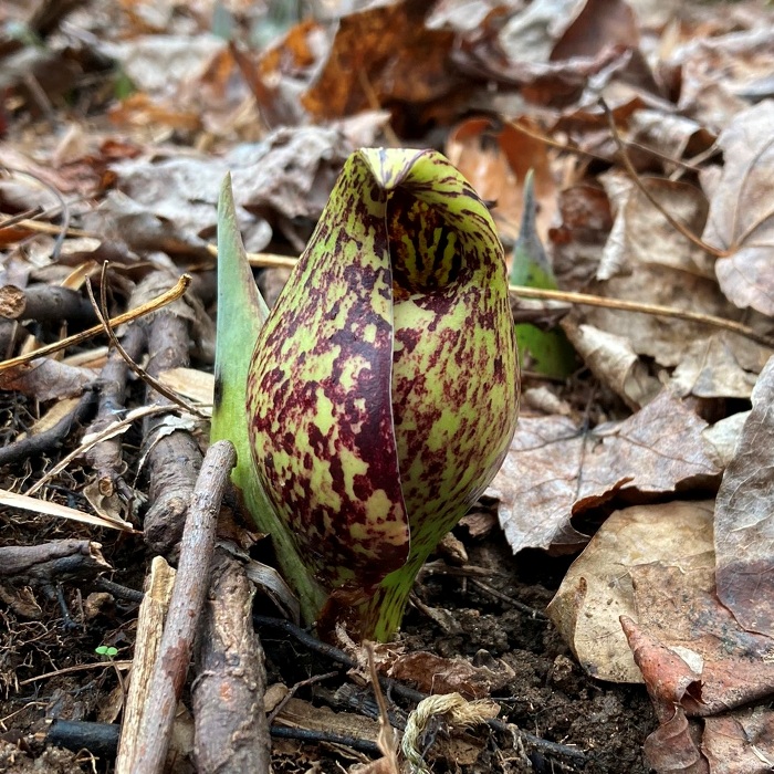 Small skunk cabbage