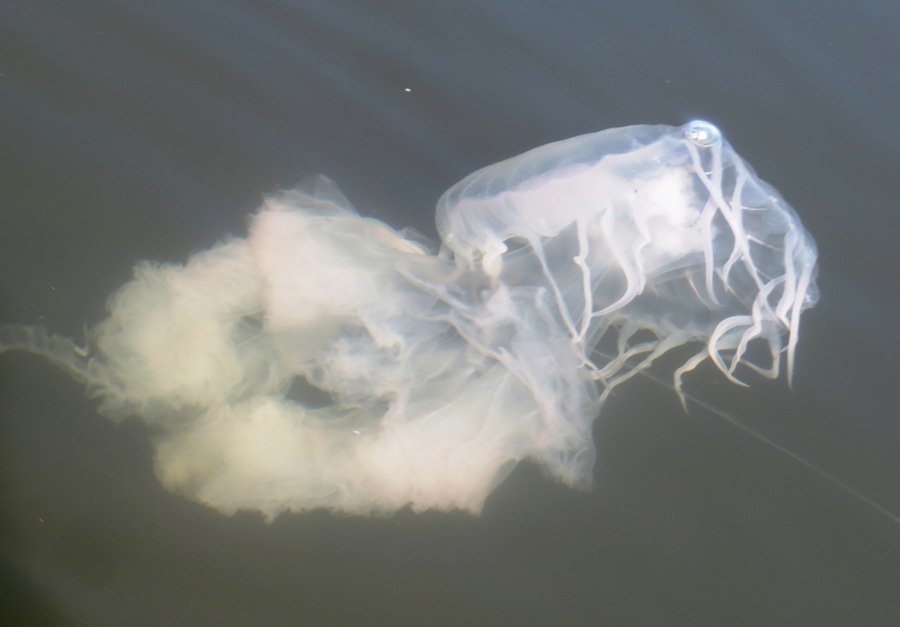 Sea nettle jellyfish