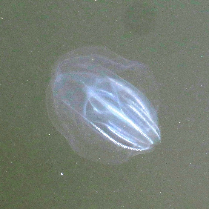 Comb jelly (aka sea walnut)