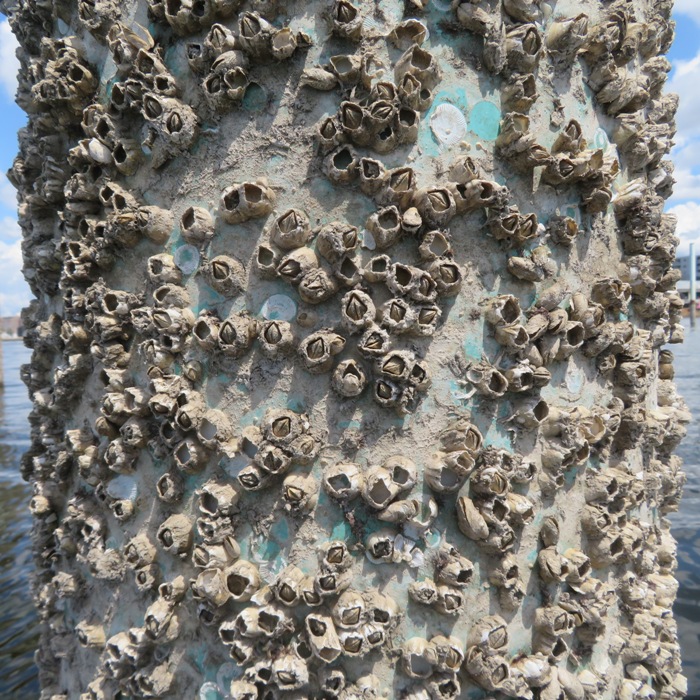 Pile covered in barnacles