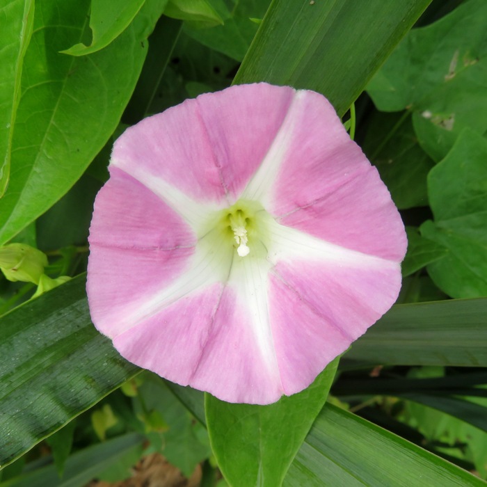 Pink and white hedge false bindweed flower