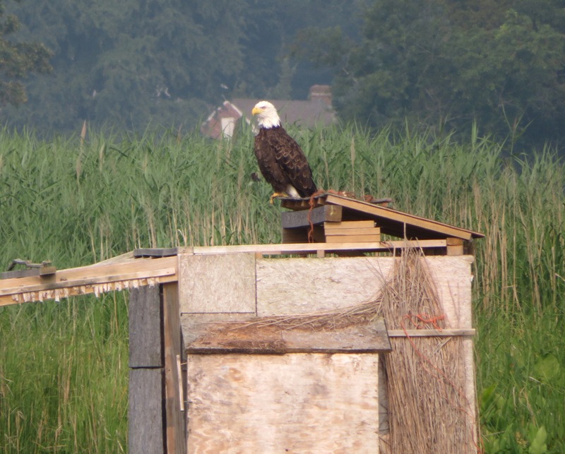 Bald eagle perched on duck blind