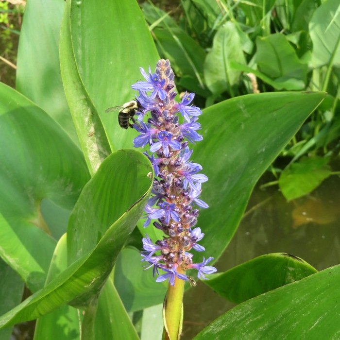 Pickerelweed flowers with bee