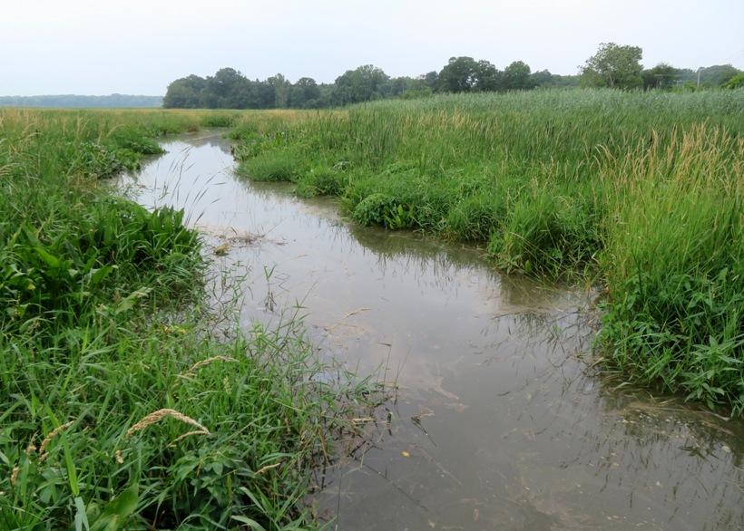 Marshy creek