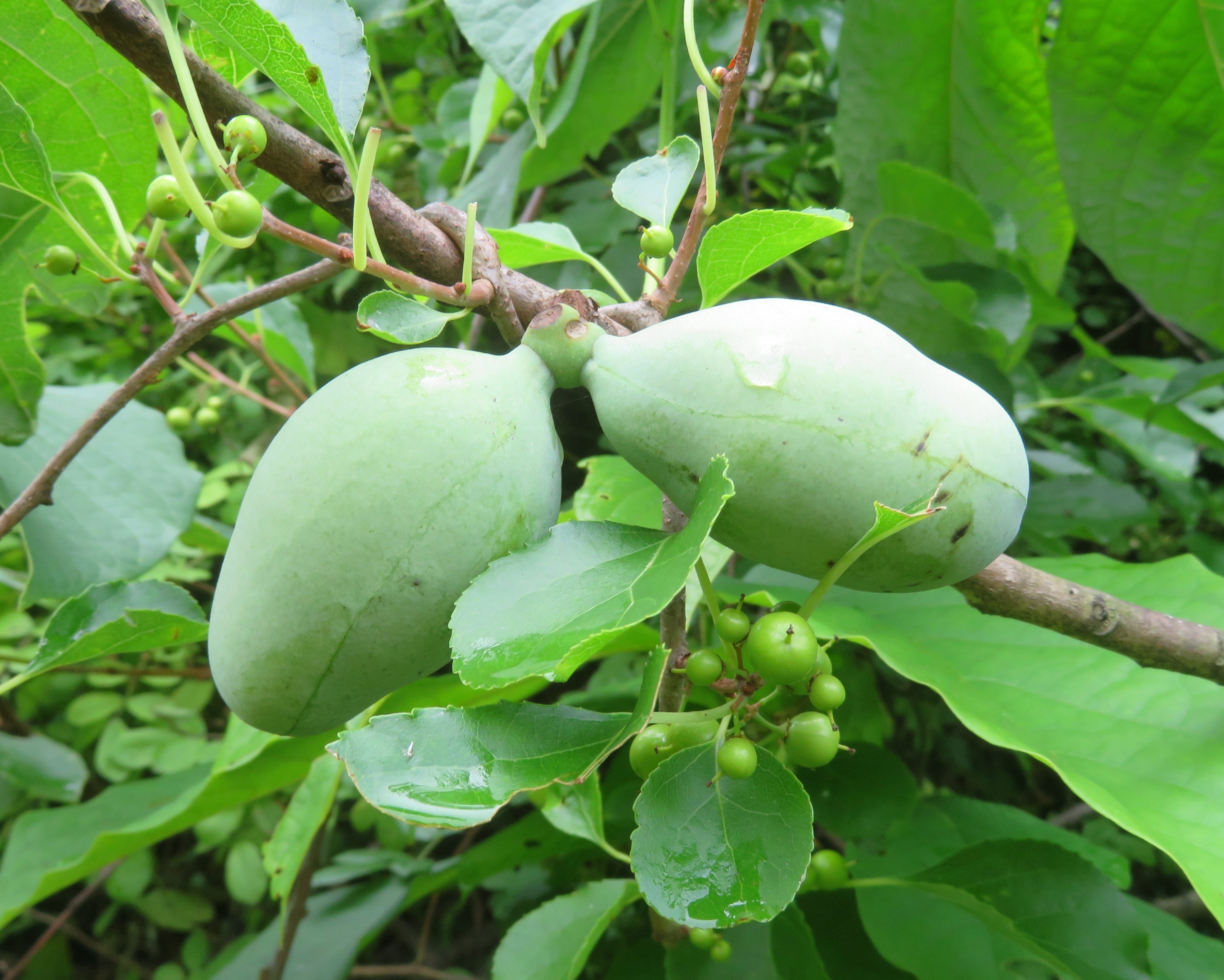 I saw lots of paw paw fruit