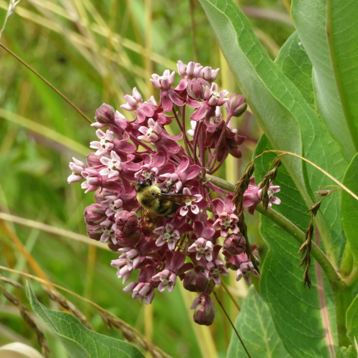 Milkweed flowers with pollinator