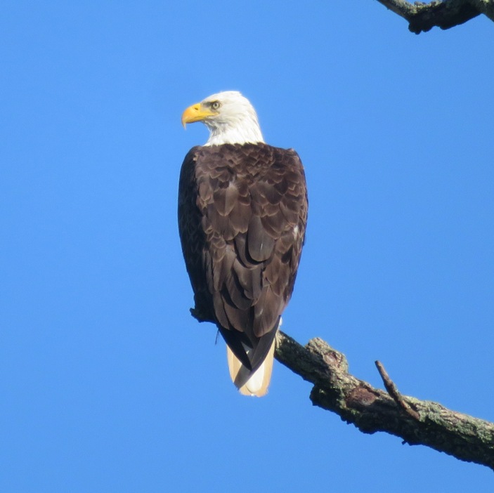 Bald eagle