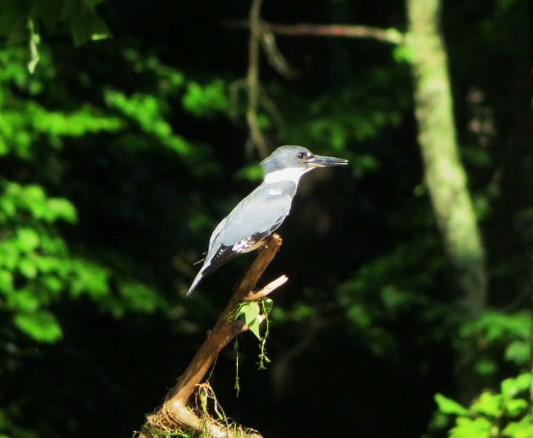 Kingfisher