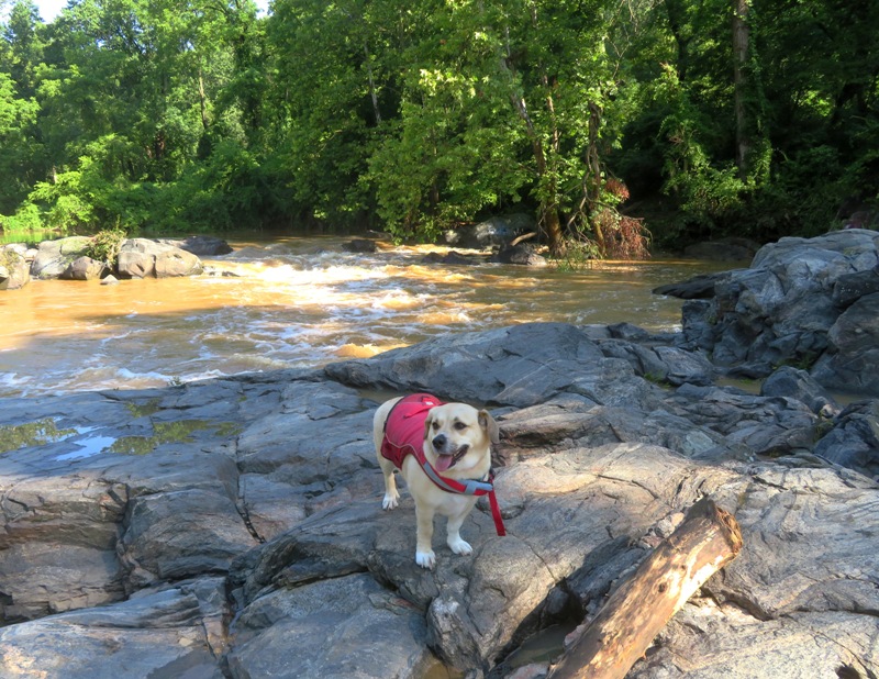 Daphne on rocks with whitewater behind