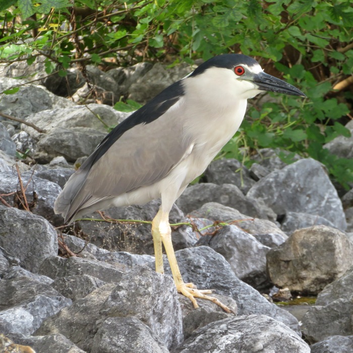 Side view of black-crowned night heron