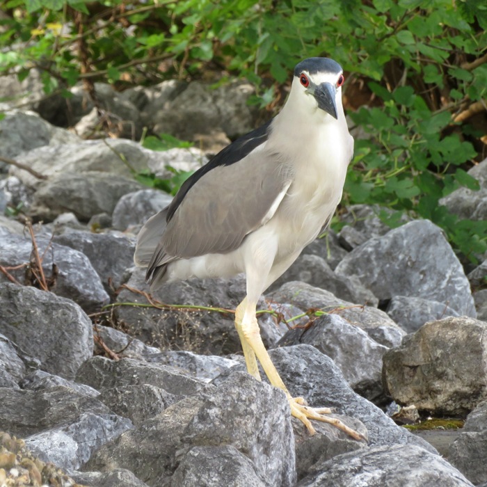 Both eyes visible of black-crowned night heron