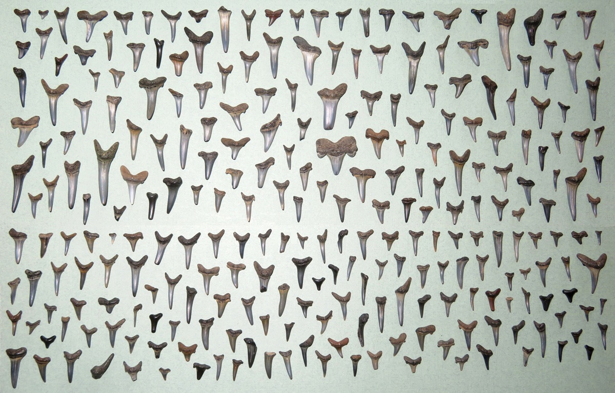 281 shark teeth