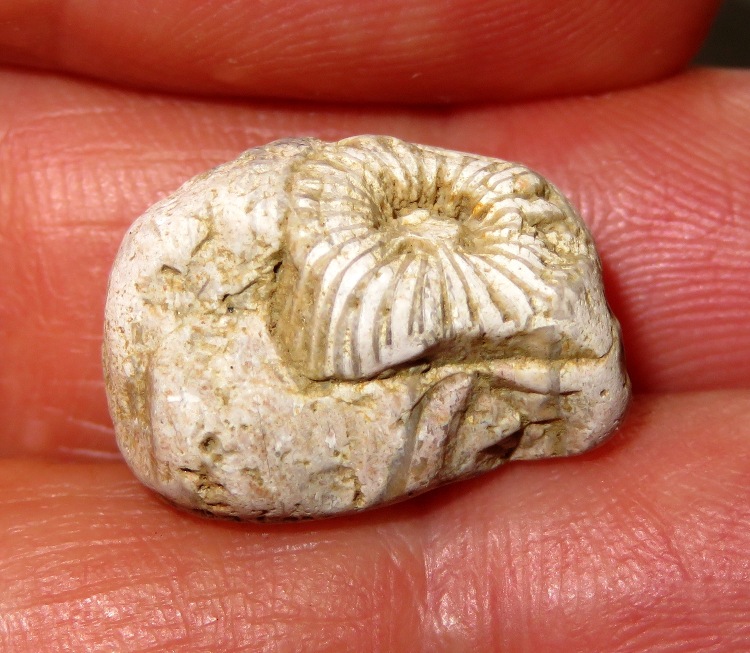 Fossil with barnacle imprint