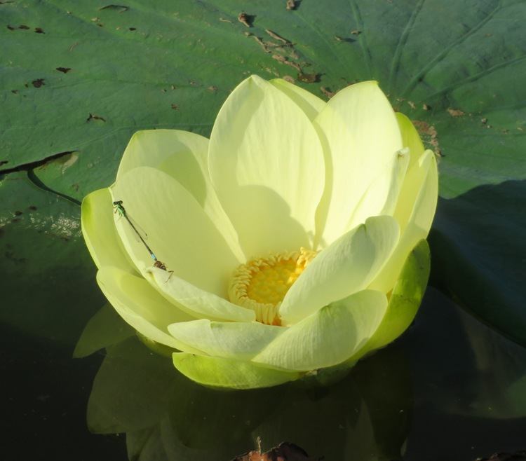 Lotus flower on Dyer Creek