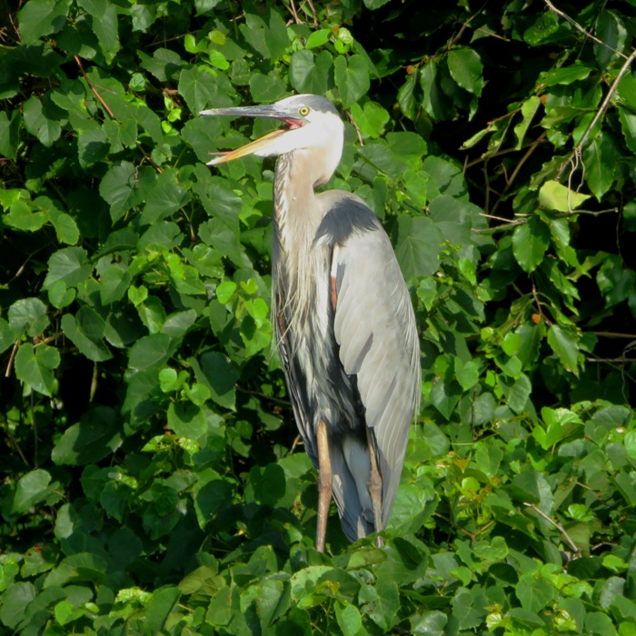 Great blue heron with mouth open