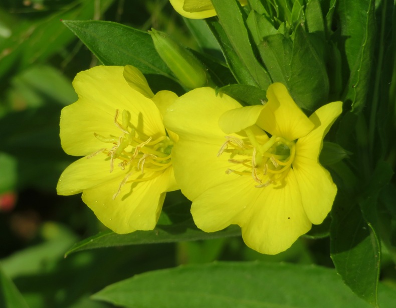 Two yellow flowers