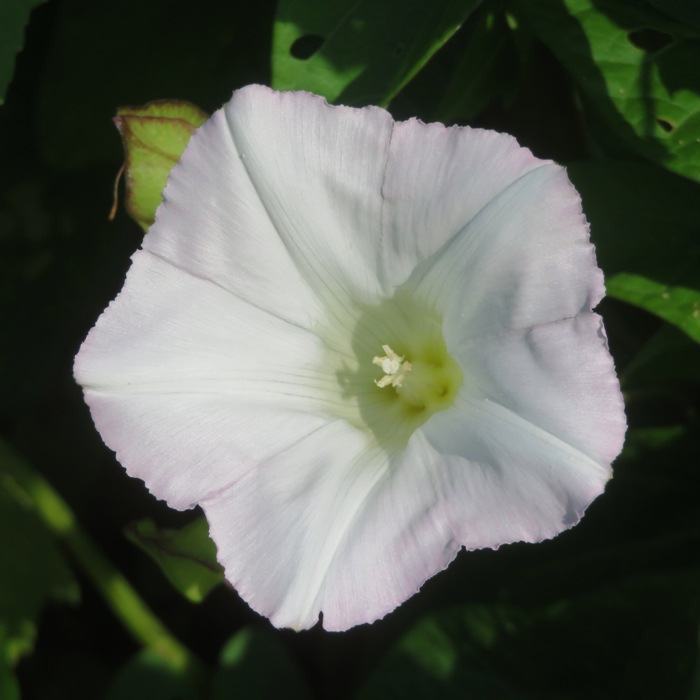 White flower