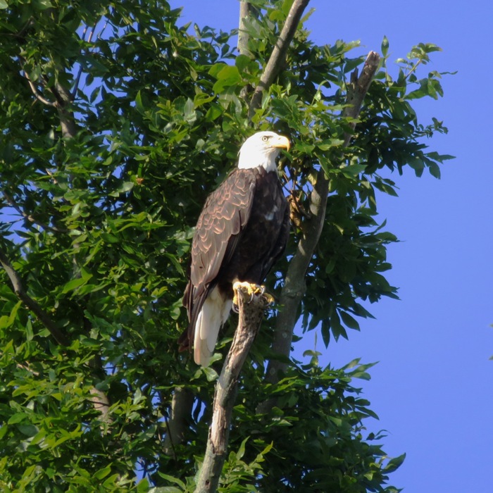 Bald eagle