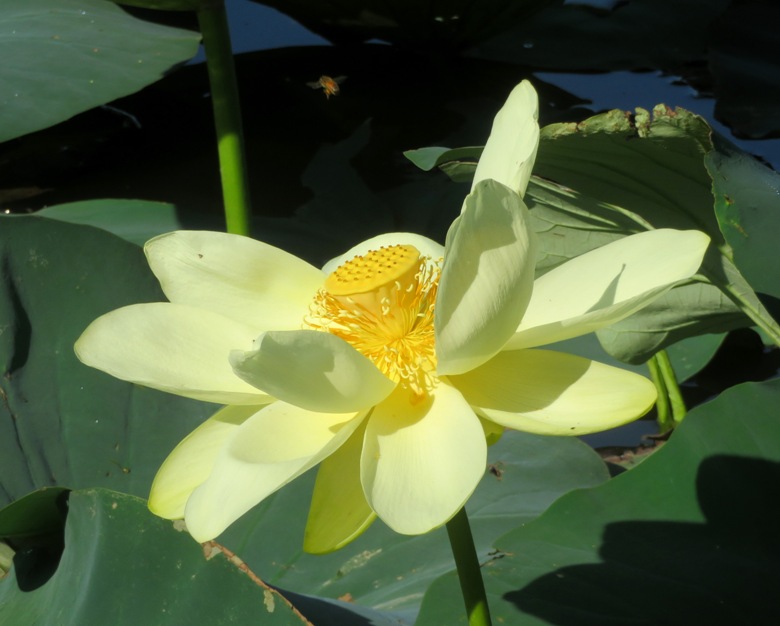 Lotus flower with bee hovering above