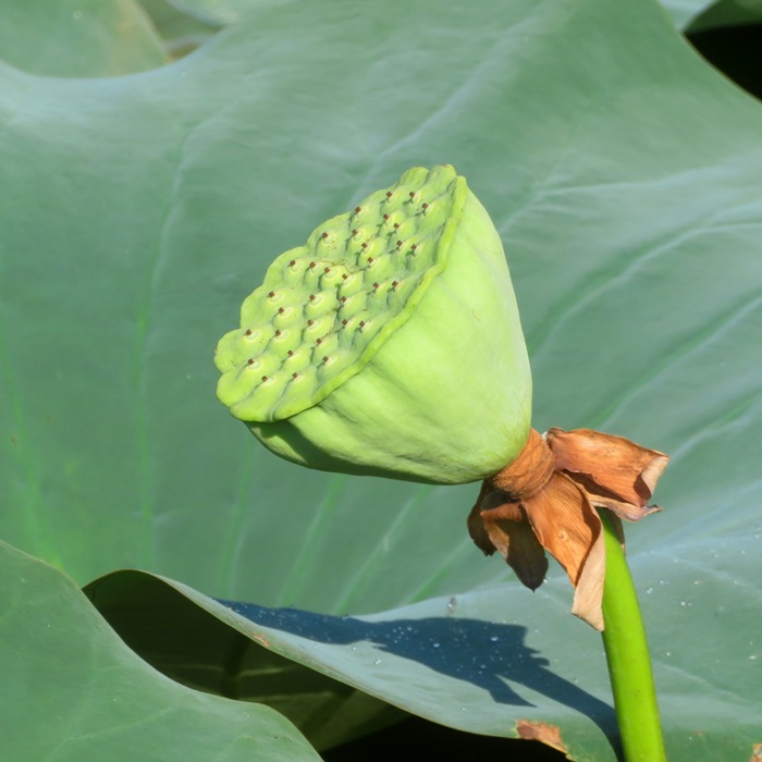 Green seed pod