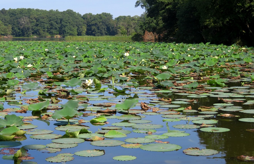 Acres of lotus plants