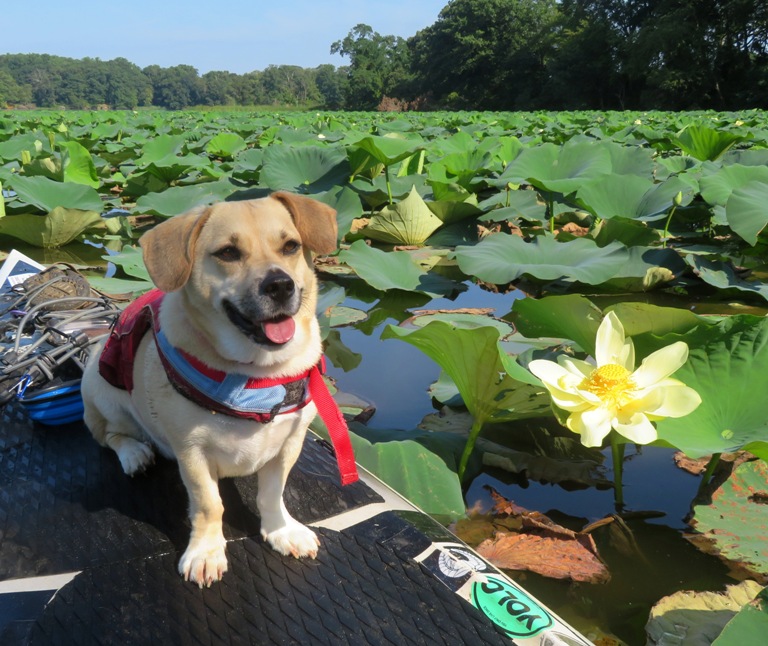 Daphne on SUP next to lotus flower