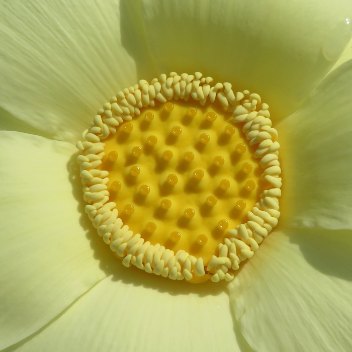 Overhead view of a carpellary receptacle