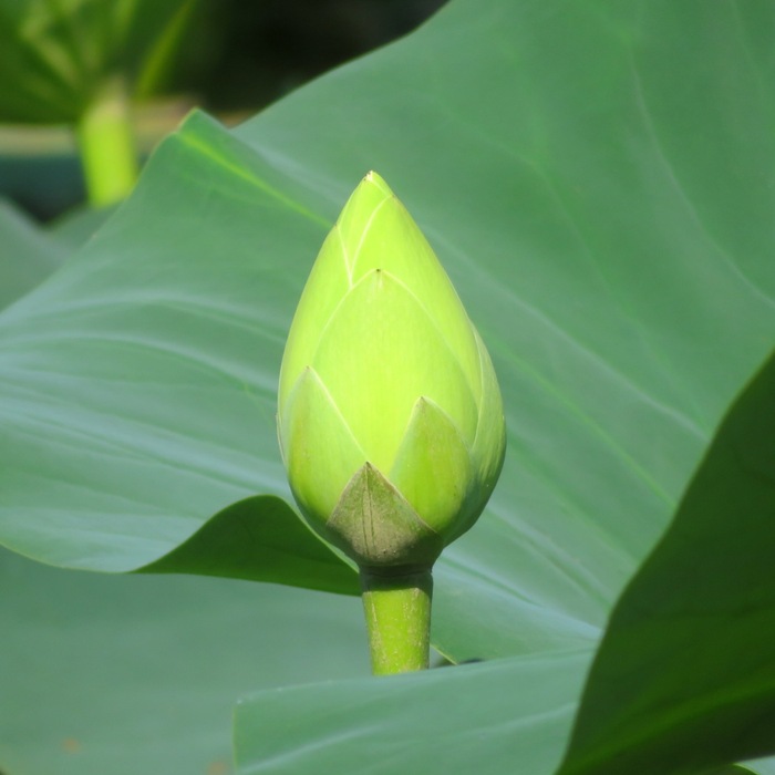 Lotus flower bud