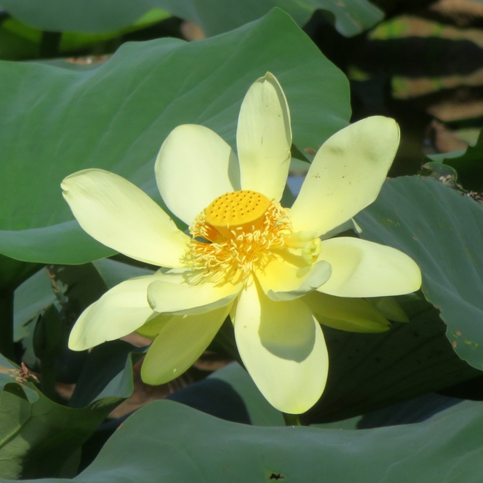 Pretty lotus flower