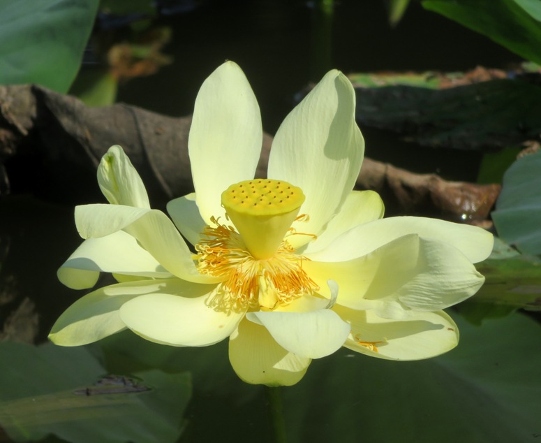 Lotus flower