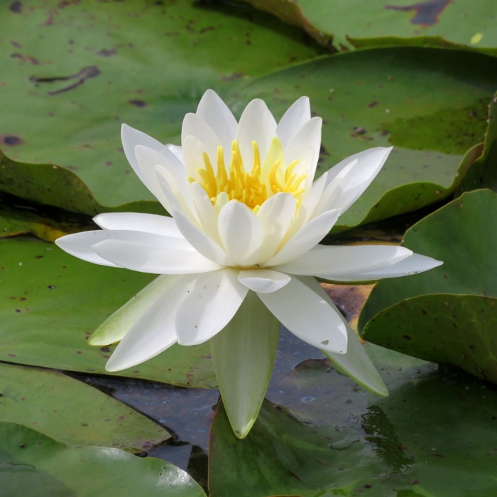 White lily with yellow stamens