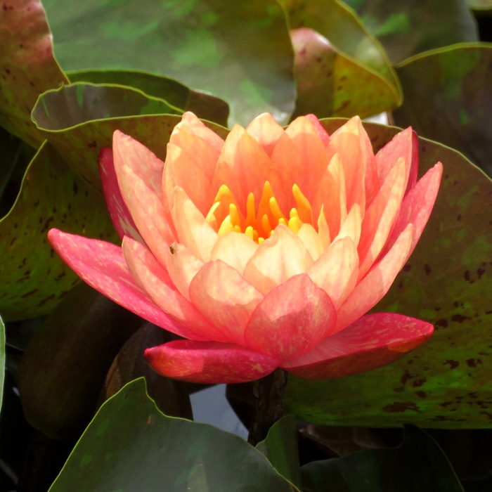 Reddish lily with yellow stamens