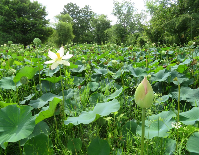 What appears to be an American lotus flower among several green seed pods