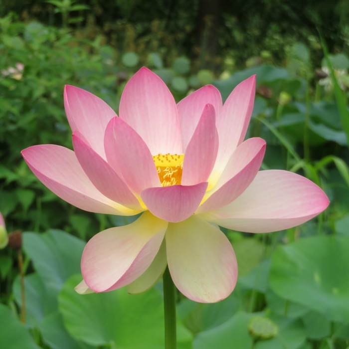 Pink lotus flower