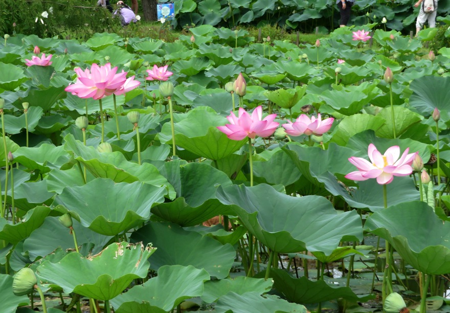 Several lotus flowers