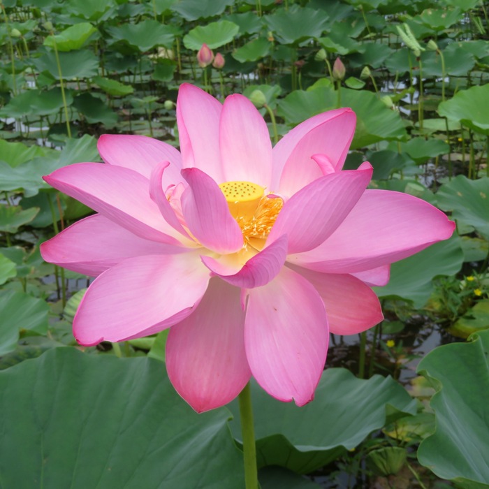 Beautiful pink lotus flower