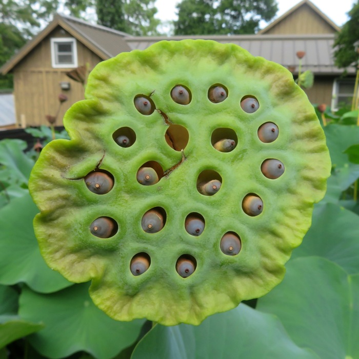 Green seed pod