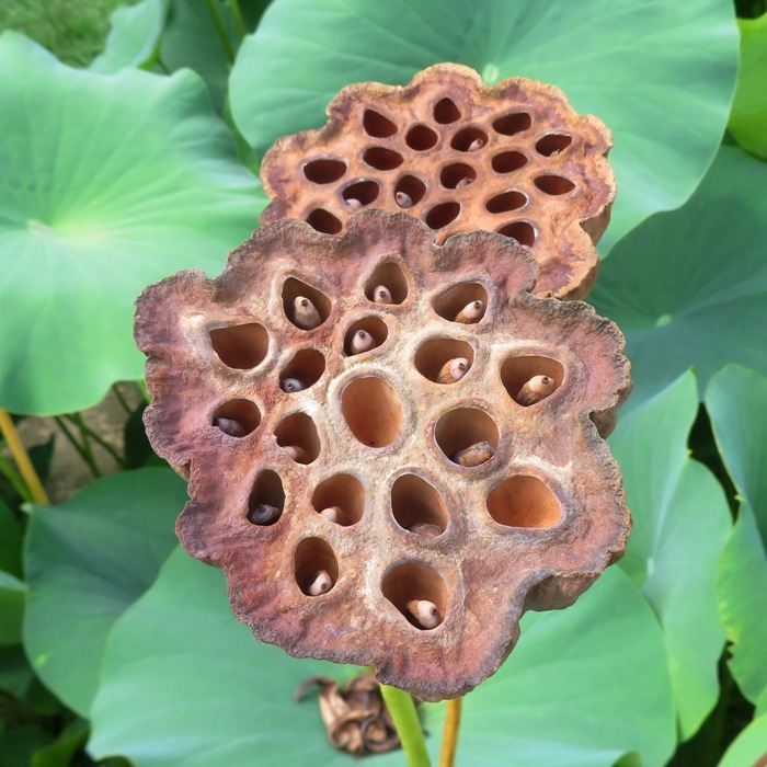 Pair of woody seed pods