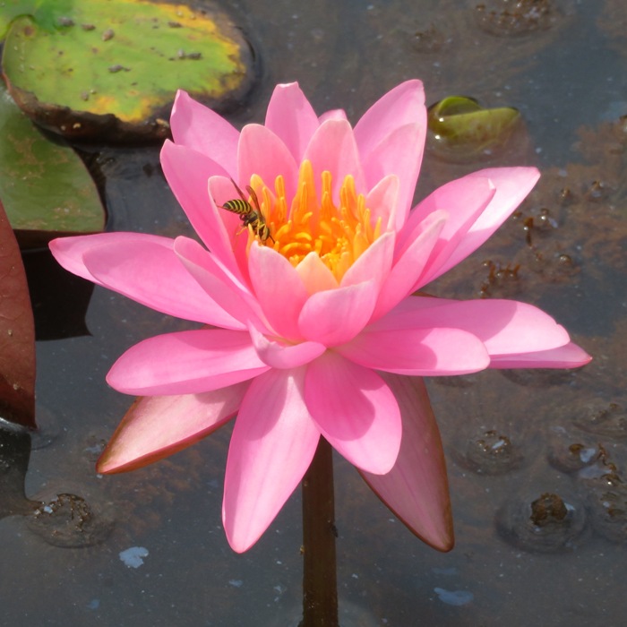 Pollinator on pink lily showing its butt