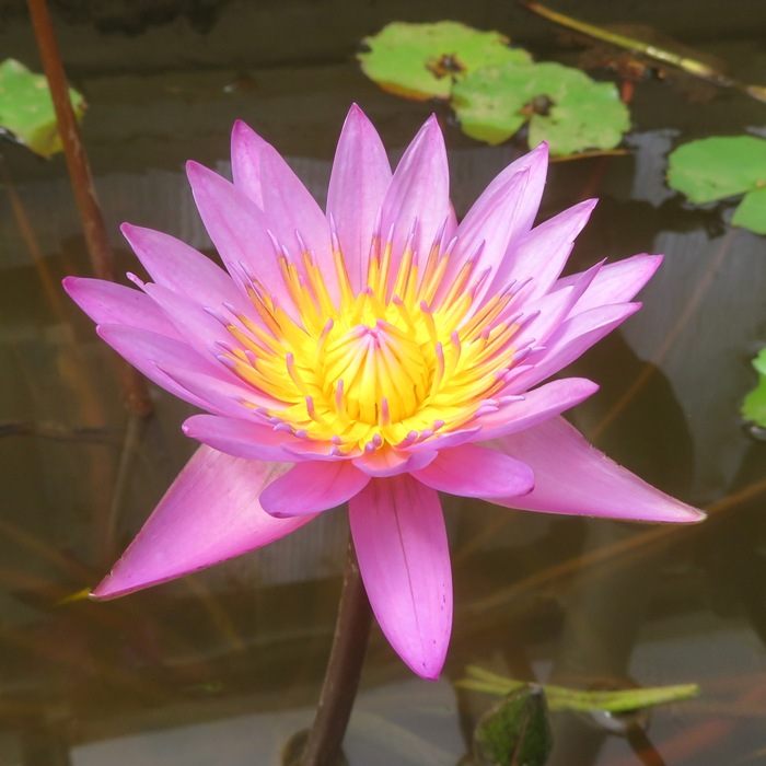 Pink lily with yellow center