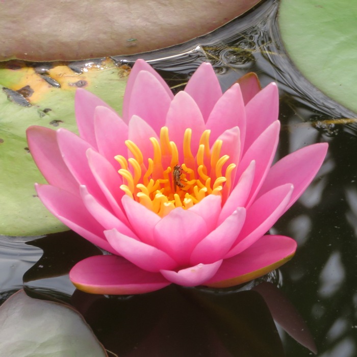 Pink flower with wavy yellow stamens and fly