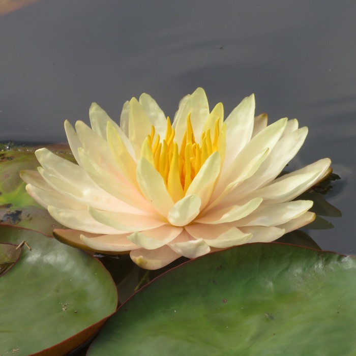 White flower with wavy yellow stamens